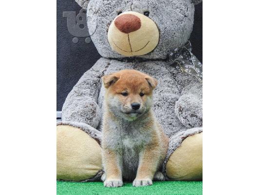 Κουτάβια Shiba inu